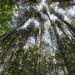 La flora e la fauna calabrese. I giganti della Sila